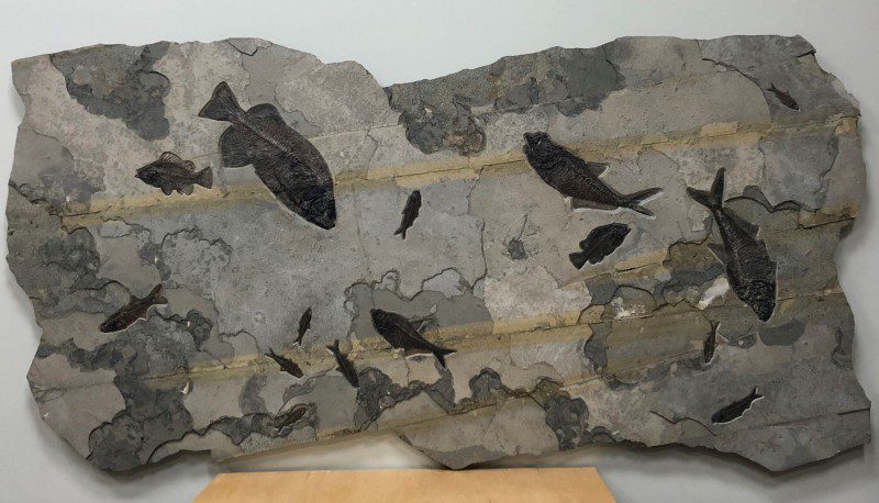 Fossil-very-large-piece